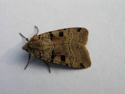 Double Square-Spot