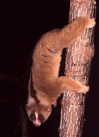 Slow Loris