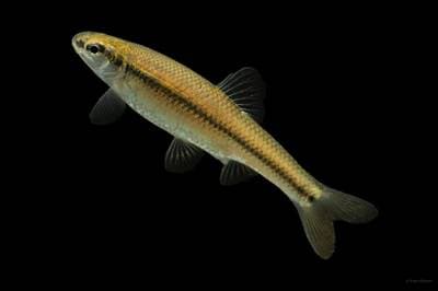 Bluntnose Minnow
