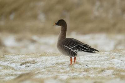 Tundra Bean Goose