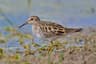 Pectoral Sandpiper