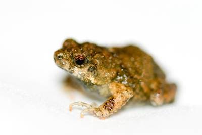Túngara Frog