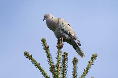 Collared Dove