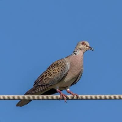 Eurasian Turtle Dove