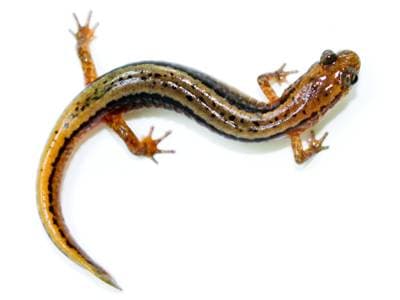 Two-lined Salamander