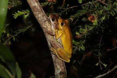 Tyler's Tree Frog