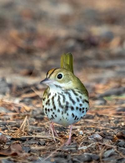 Ovenbird