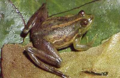 Uruguay Harlequin Frog
