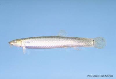 Dojo loach