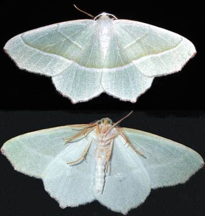 Light Emerald