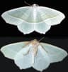 Light Emerald