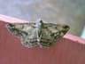 Mottled Beauty