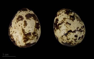 Common Quail