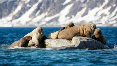 Walrus
