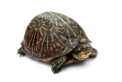 Common Box Turtle