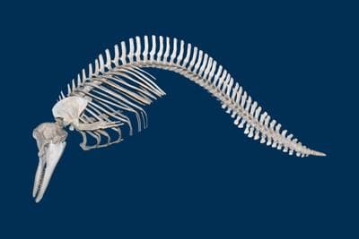 Common Dolphin