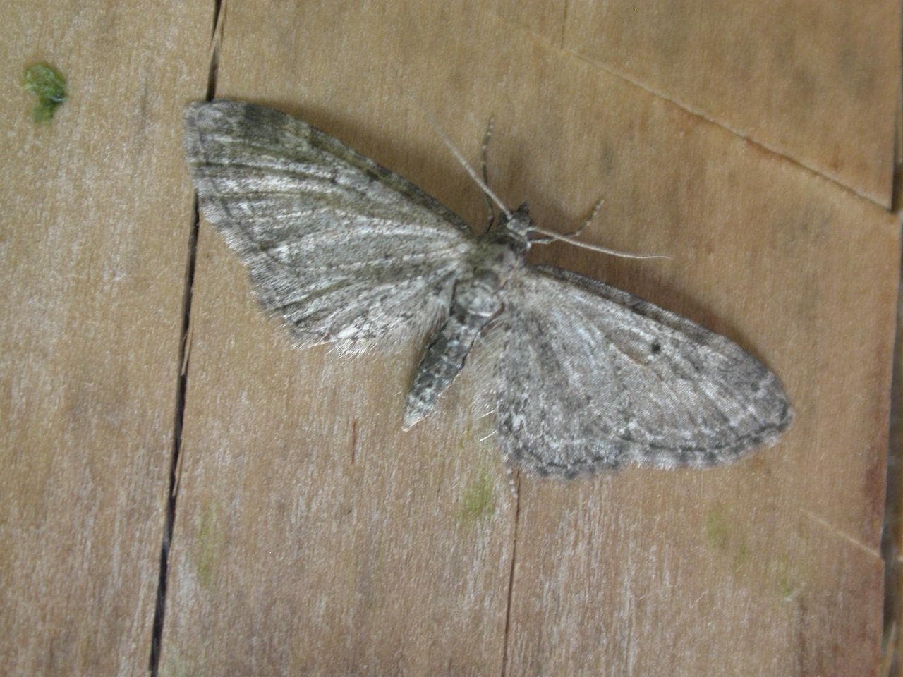 Common Pug — 1/3
