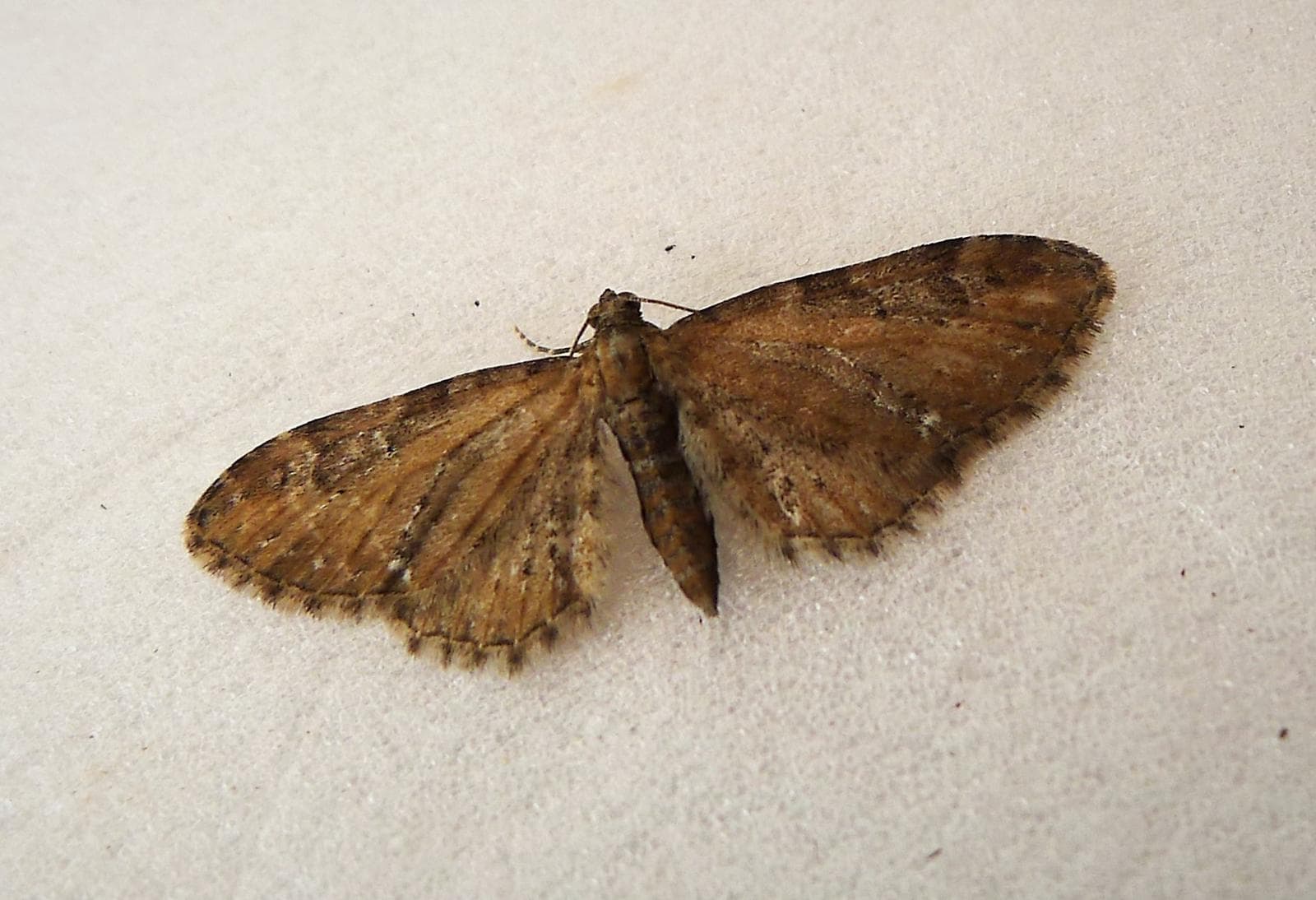 Common Pug — 3/3
