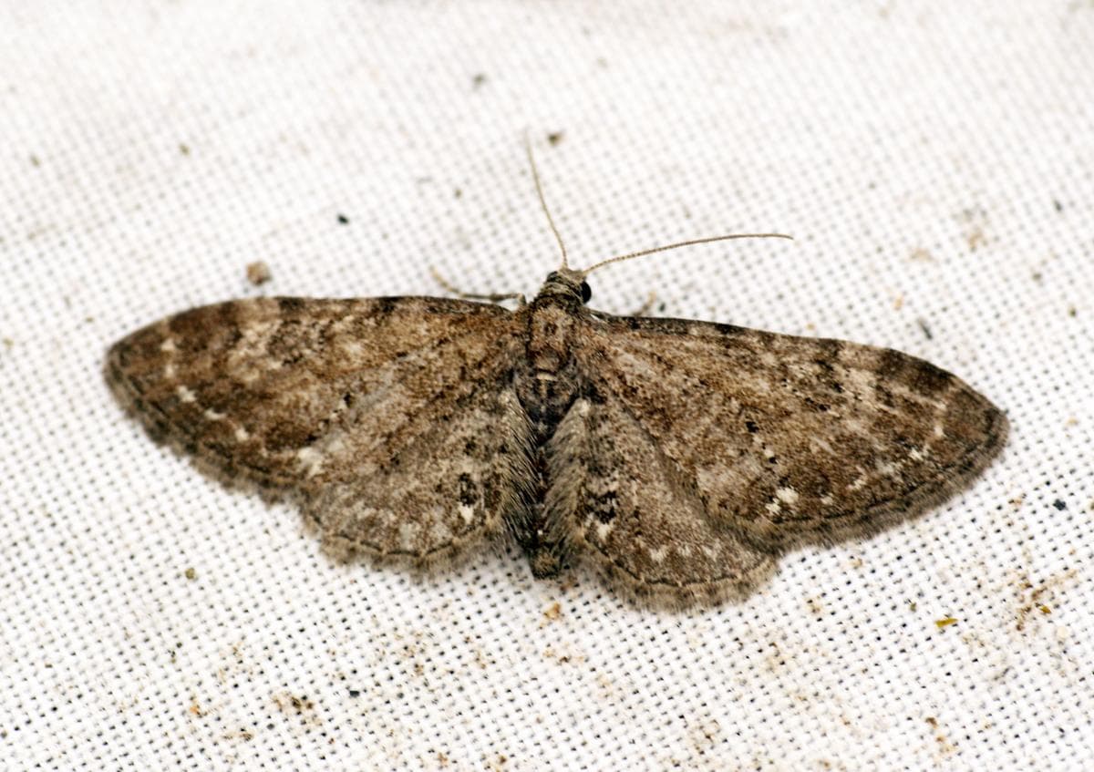 Common Pug — 2/3
