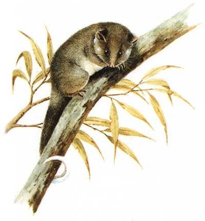 Common Ringtail Possum