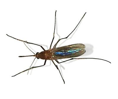 Common House Mosquito
