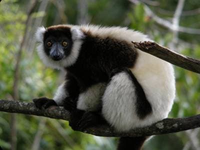 Ruffed Lemur