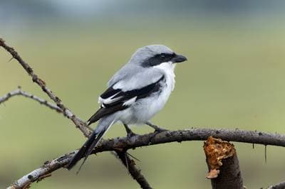 Great Grey Shrike