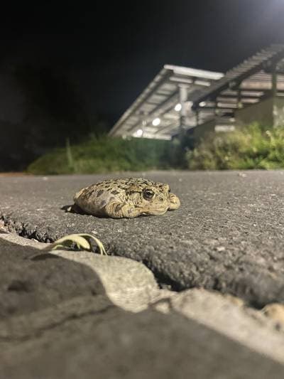 Western Toad