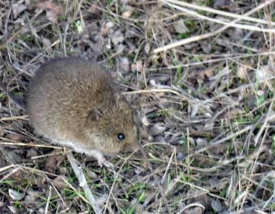 Western Harvest Mouse