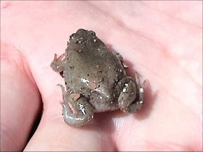 Western Narrow-mouthed Toad