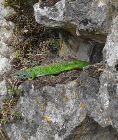 Western Green Lizard