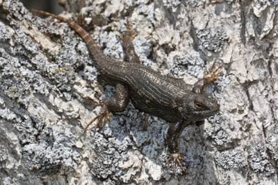 Western Fence Lizard