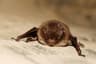 Daubenton's Bat