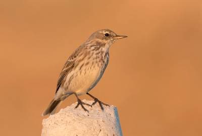 Rock Pipit and Water Pipit