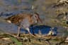 European Water Rail