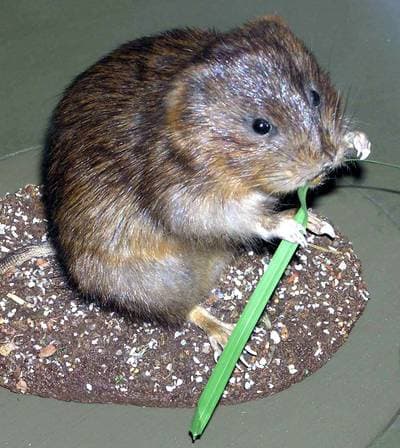 Eurasian Water Vole