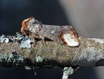 Buff-Tip