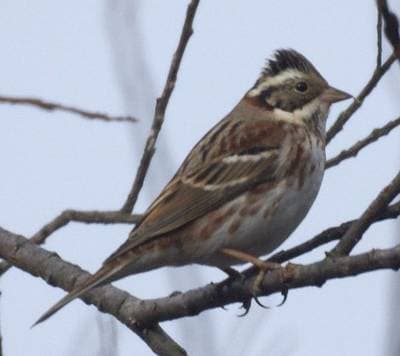 Rustic Bunting