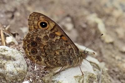 Wall Brown