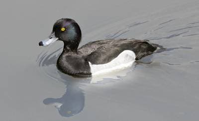Tufted Duck