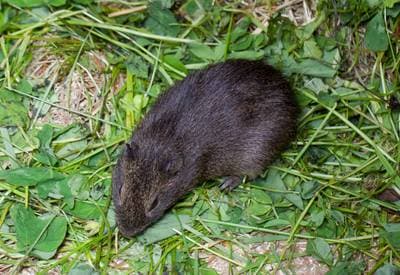 Brazilian Guinea Pig