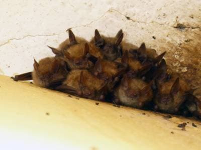 Geoffroy's Bat