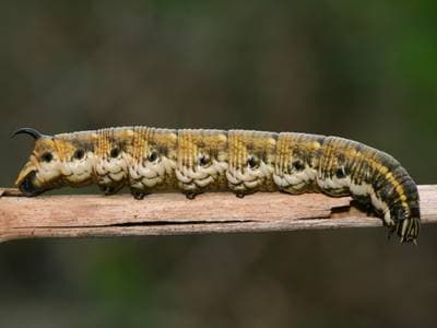 Convolvulus Hawk-moth