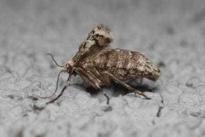 Winter Moth