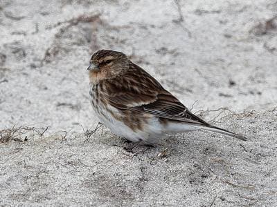 Twite