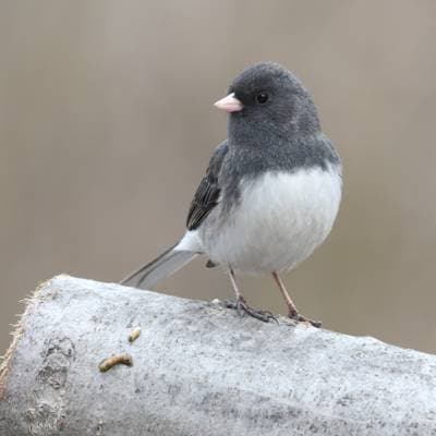 Dark-eyed Junco
