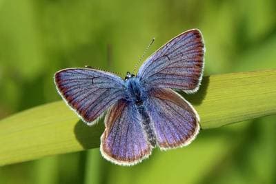 Mazarine Blue