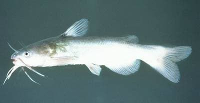White Catfish