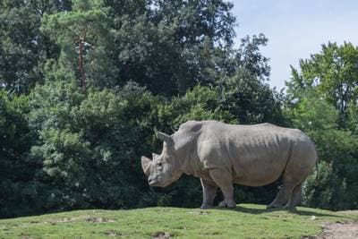 White Rhinoceros