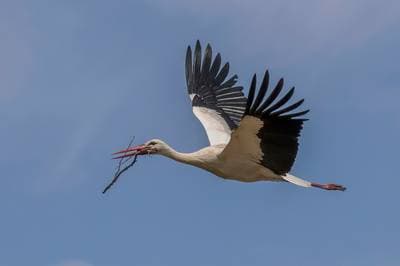 White Stork